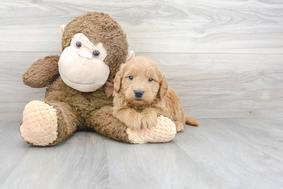 Cute Mini Goldendoodle Baby