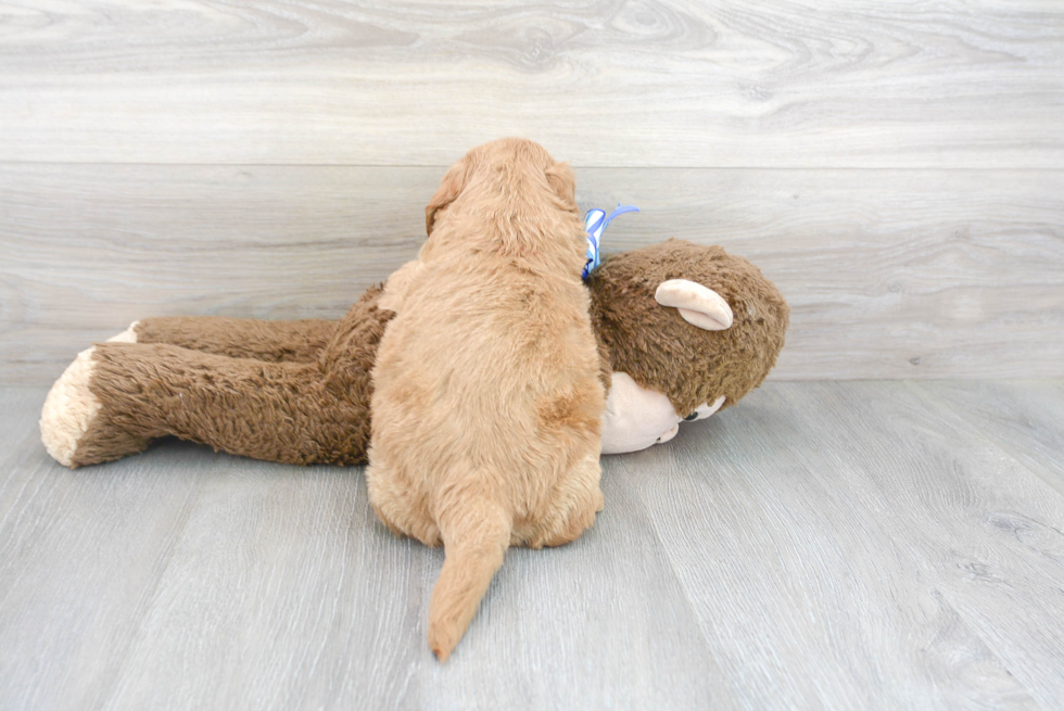 Cute Golden Retriever Poodle Mix Puppy