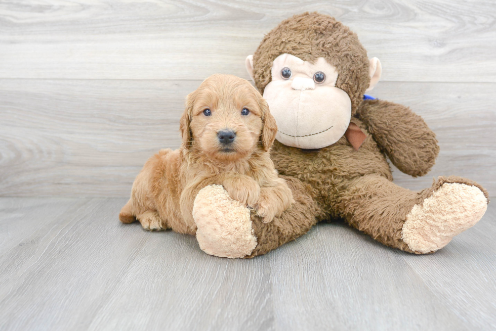 Best Mini Goldendoodle Baby