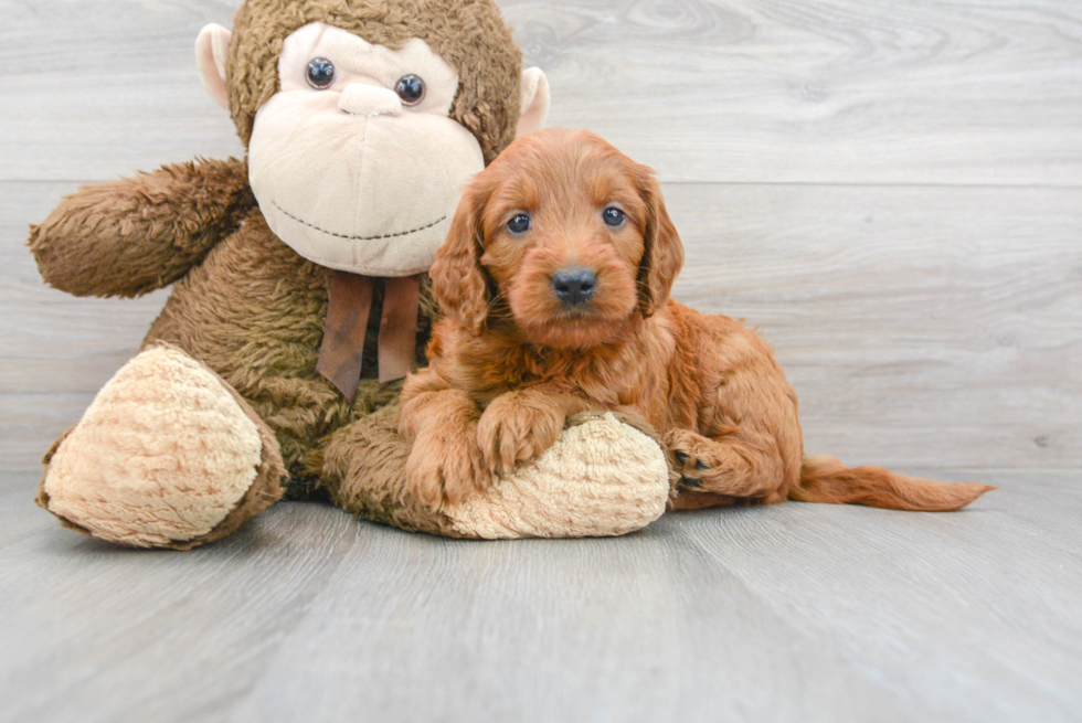 Fluffy Mini Goldendoodle Poodle Mix Pup