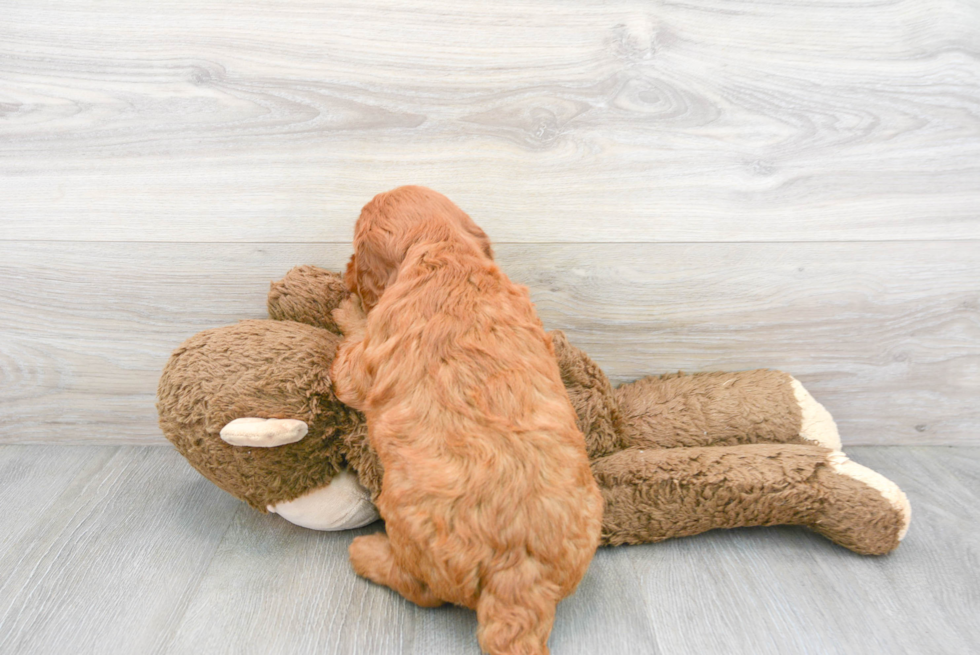 Fluffy Mini Goldendoodle Poodle Mix Pup