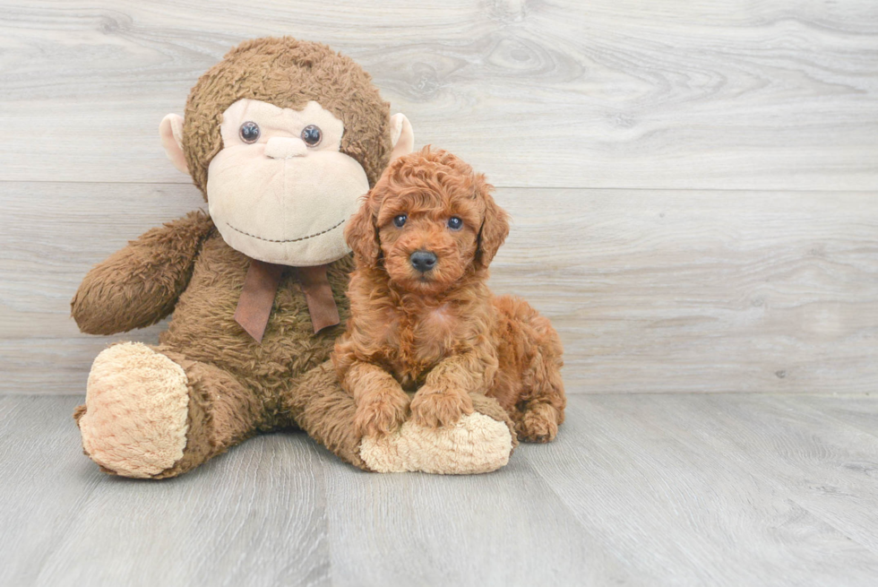 Mini Goldendoodle Puppy for Adoption