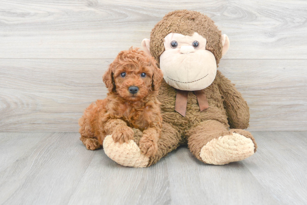 Mini Goldendoodle Puppy for Adoption