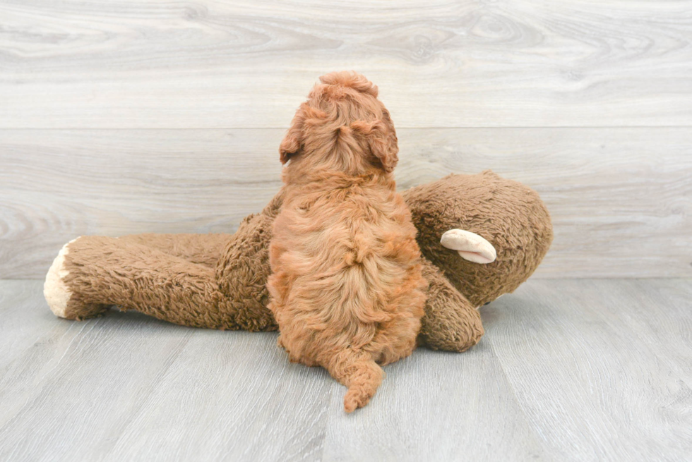 Friendly Mini Goldendoodle Baby