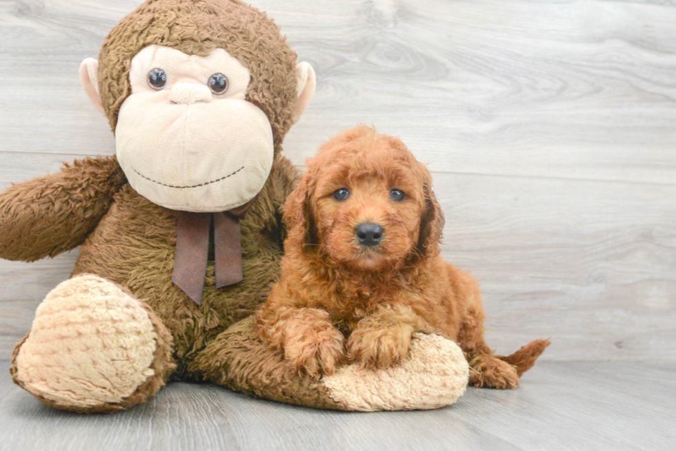 Popular Mini Goldendoodle Poodle Mix Pup