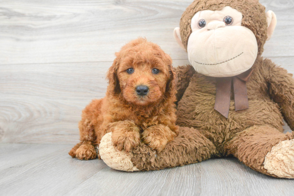 Playful Golden Retriever Poodle Mix Puppy