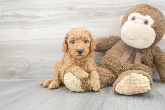 Little Golden Retriever Poodle Mix Puppy