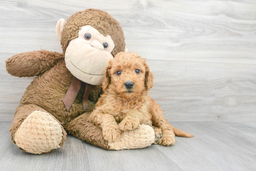 Sweet Mini Goldendoodle Baby