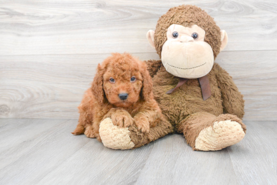 Mini Goldendoodle Pup Being Cute