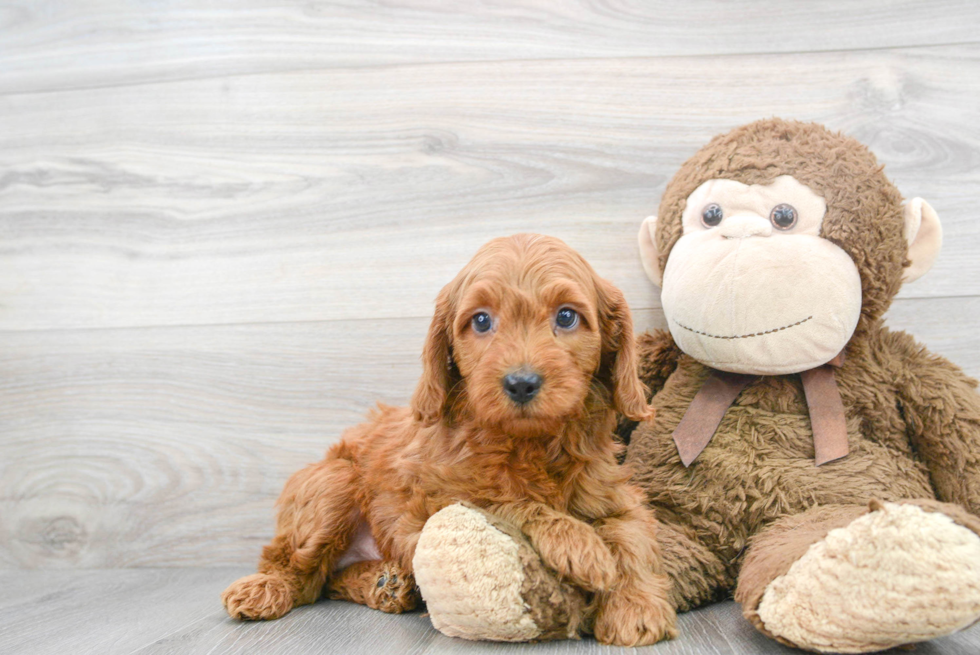 Best Mini Goldendoodle Baby