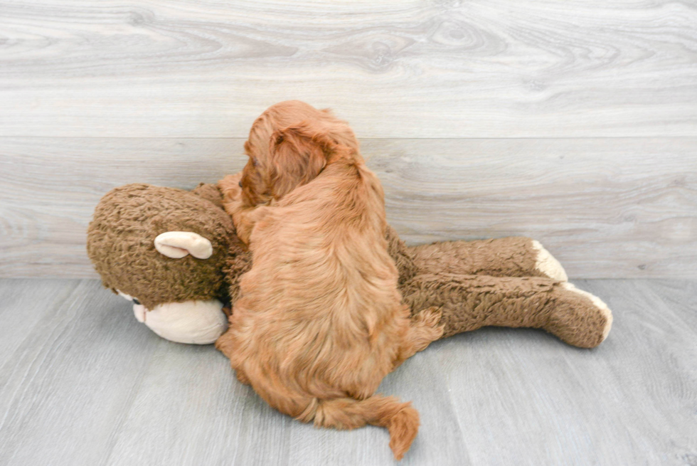 Adorable Golden Retriever Poodle Mix Puppy