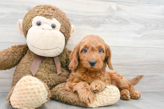 Playful Golden Retriever Poodle Mix Puppy