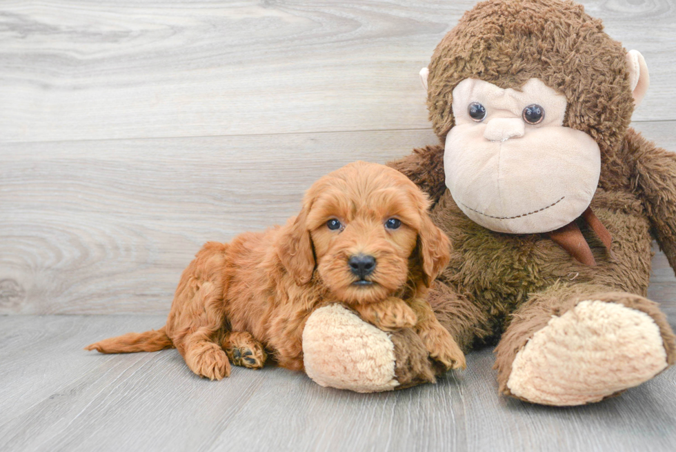 Small Mini Goldendoodle Baby