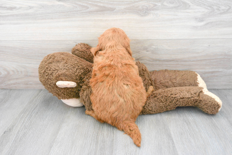 Best Mini Goldendoodle Baby