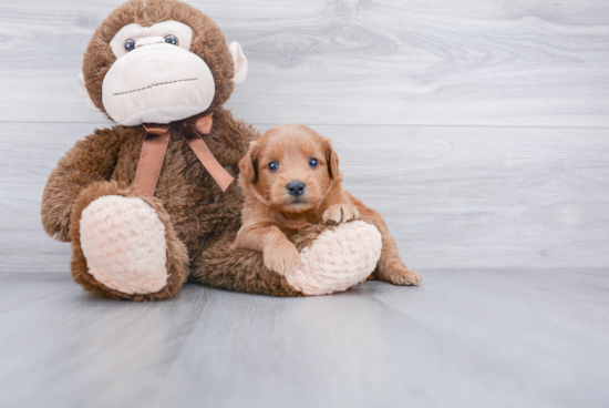 Best Mini Goldendoodle Baby