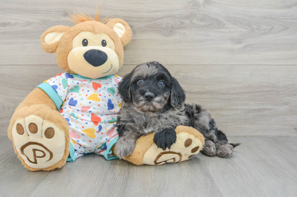 5 week old Mini Goldendoodle Puppy For Sale - Premier Pups