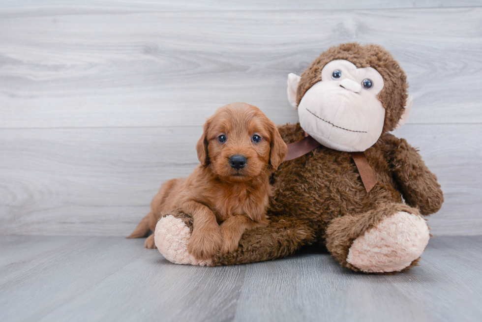 Funny Mini Goldendoodle Poodle Mix Pup