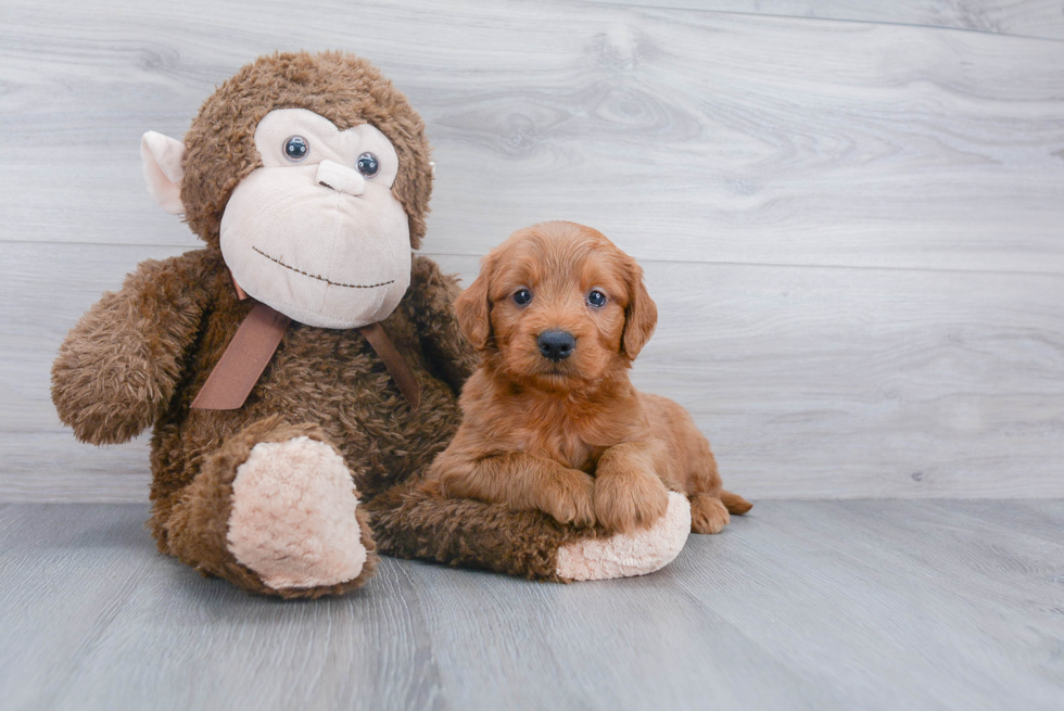 Adorable Golden Retriever Poodle Mix Puppy