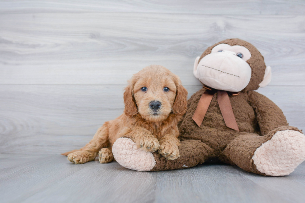 Sweet Mini Goldendoodle Baby