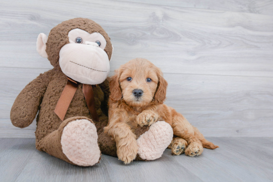 Mini Goldendoodle Puppy for Adoption