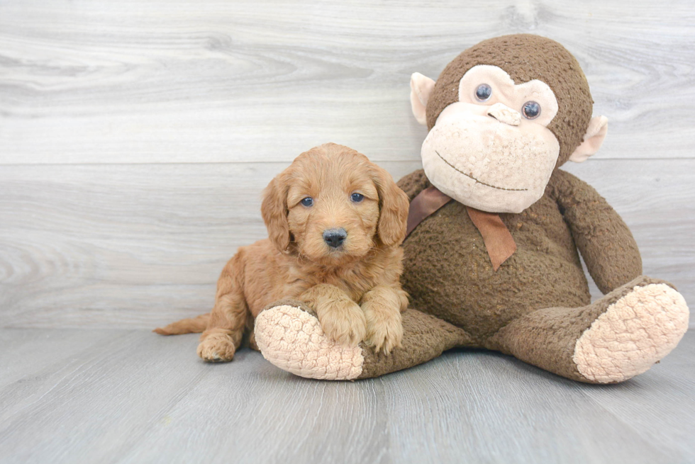 Best Mini Goldendoodle Baby