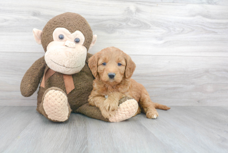 Best Mini Goldendoodle Baby