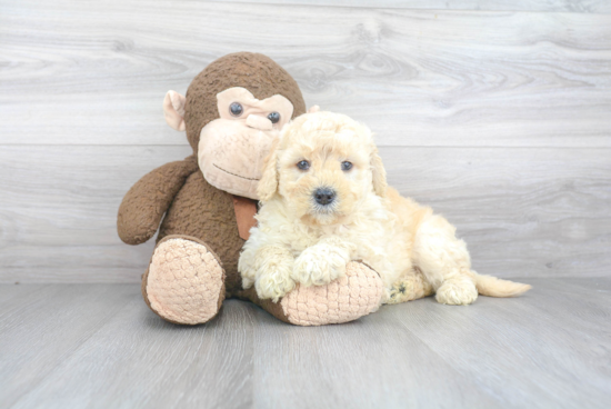 Mini Goldendoodle Pup Being Cute