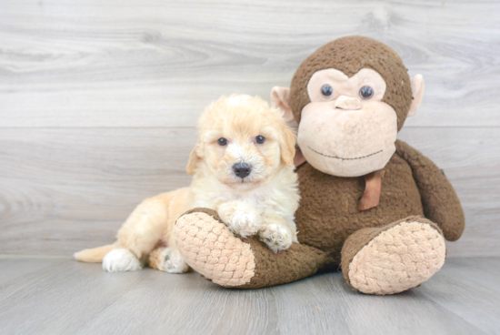 Adorable Golden Retriever Poodle Mix Puppy