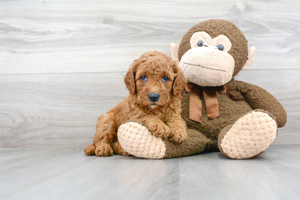 Smart Mini Goldendoodle Poodle Mix Pup