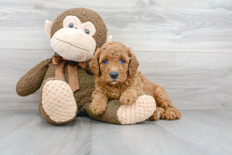 Best Mini Goldendoodle Baby