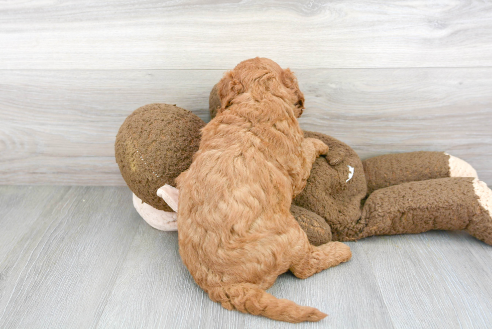 Popular Mini Goldendoodle Poodle Mix Pup