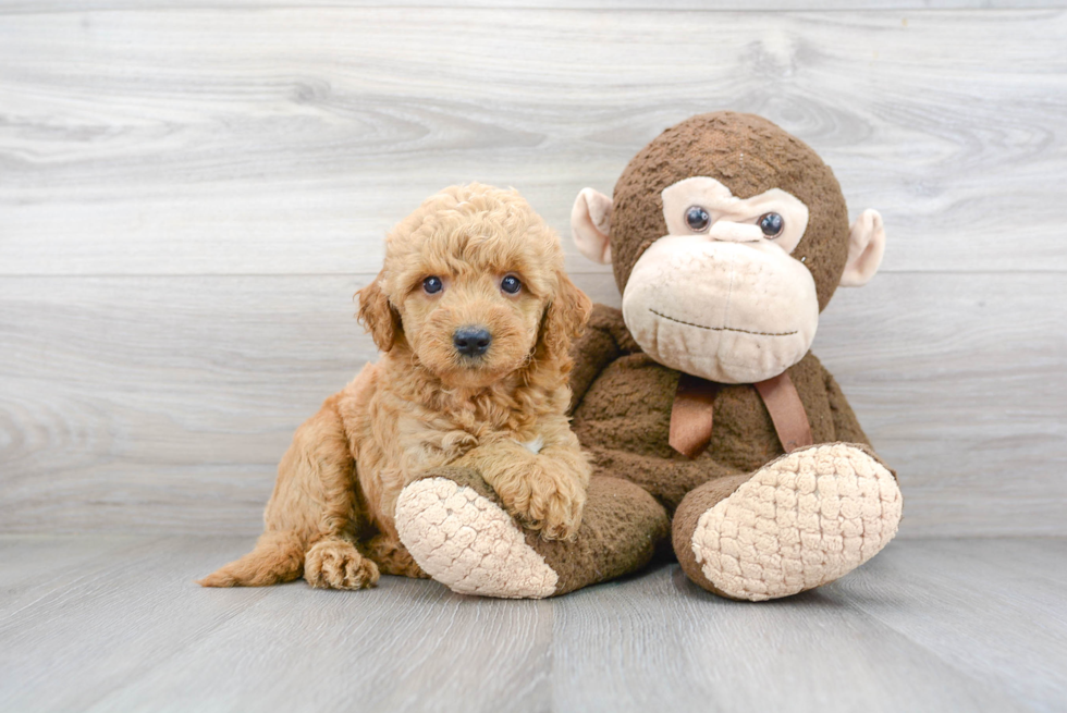 Mini Goldendoodle Puppy for Adoption