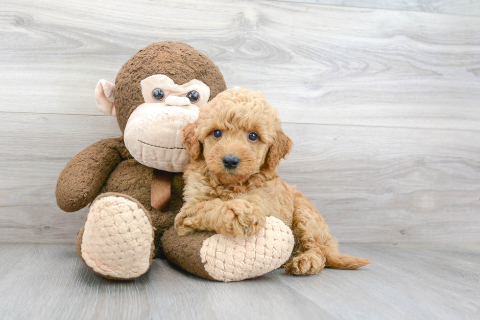 Mini Goldendoodle Pup Being Cute