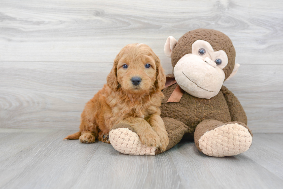 Mini Goldendoodle Pup Being Cute