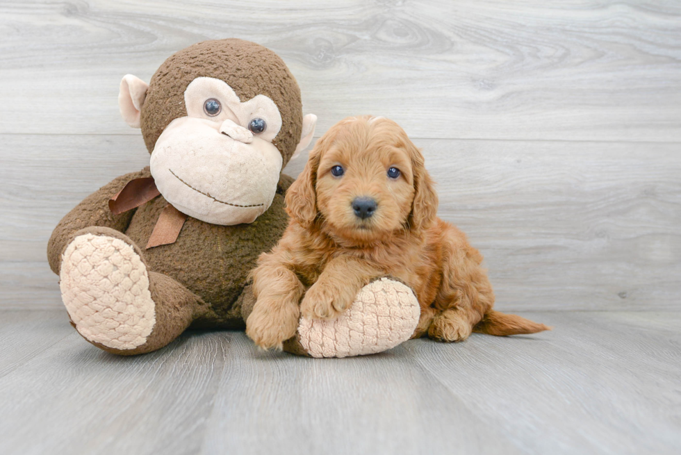 Mini Goldendoodle Puppy for Adoption