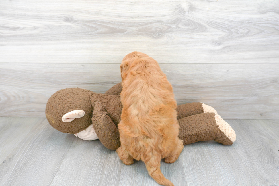 Best Mini Goldendoodle Baby