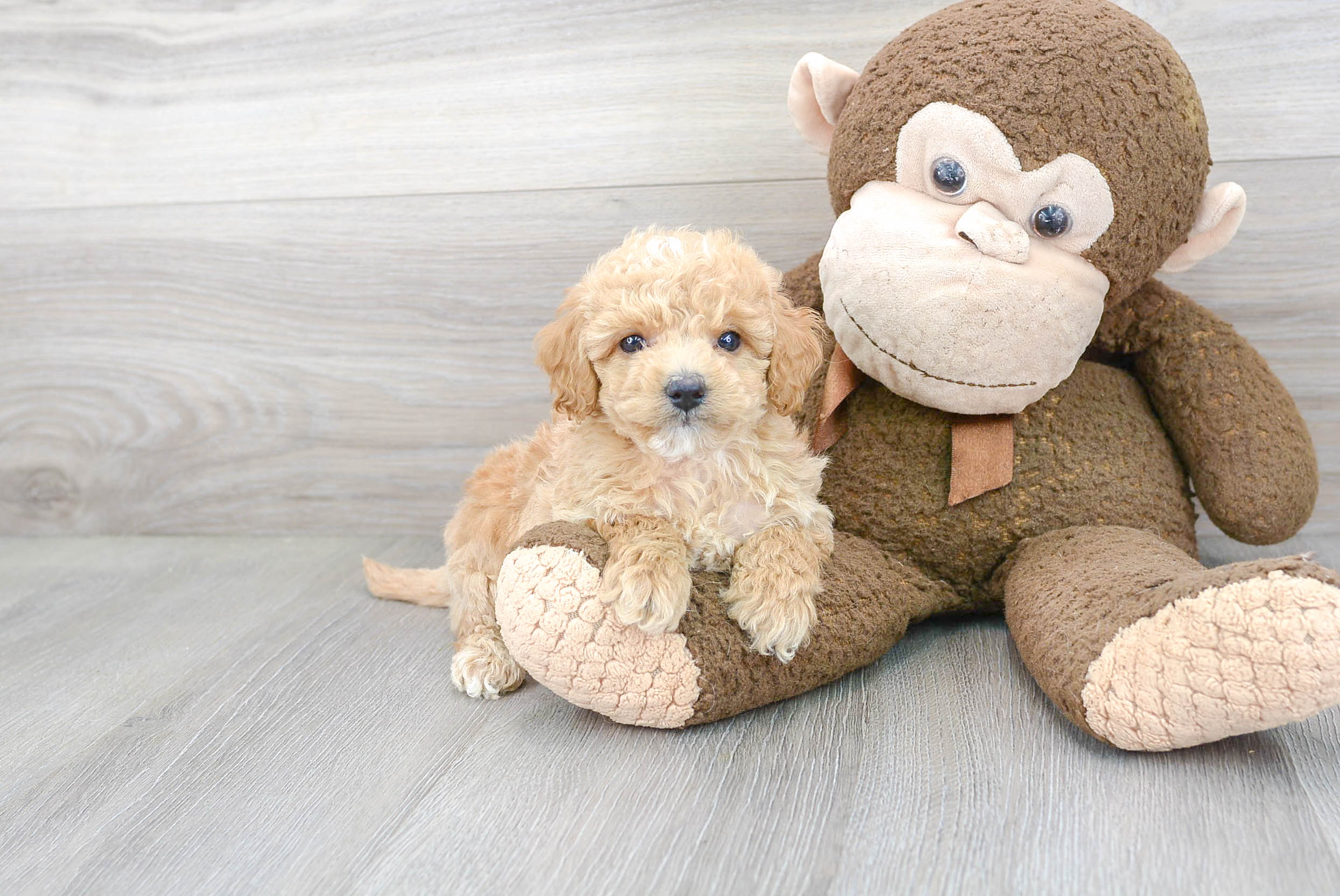 Little Golden Retriever Poodle Mix Puppy