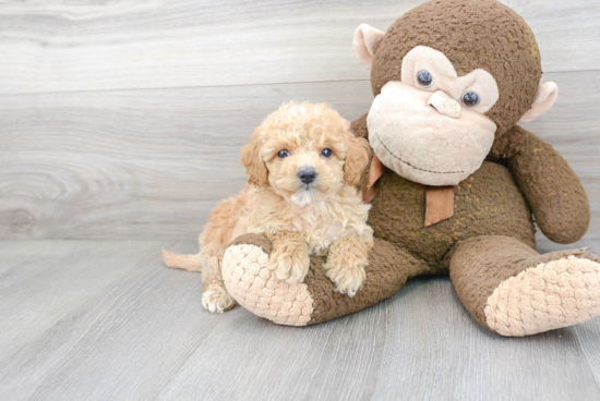 Little Golden Retriever Poodle Mix Puppy