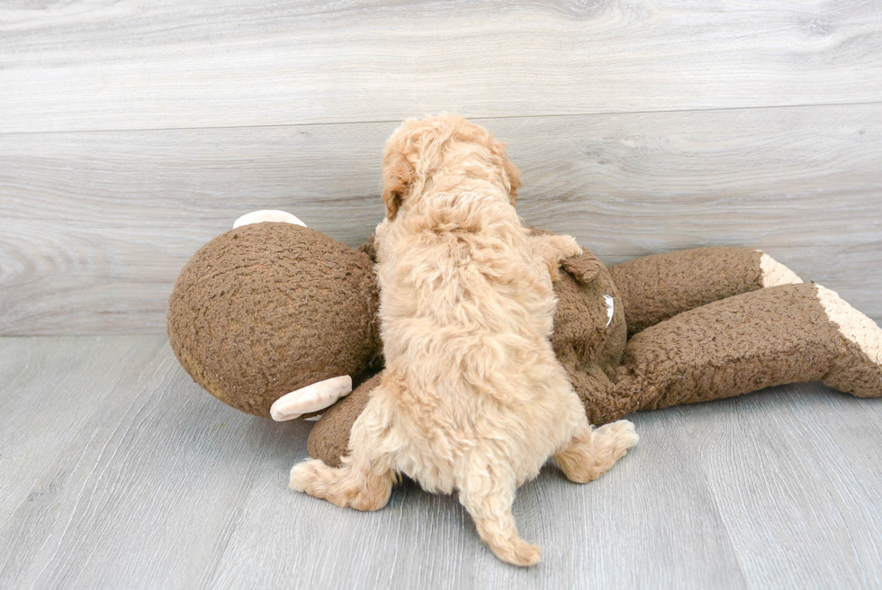 Energetic Golden Retriever Poodle Mix Puppy