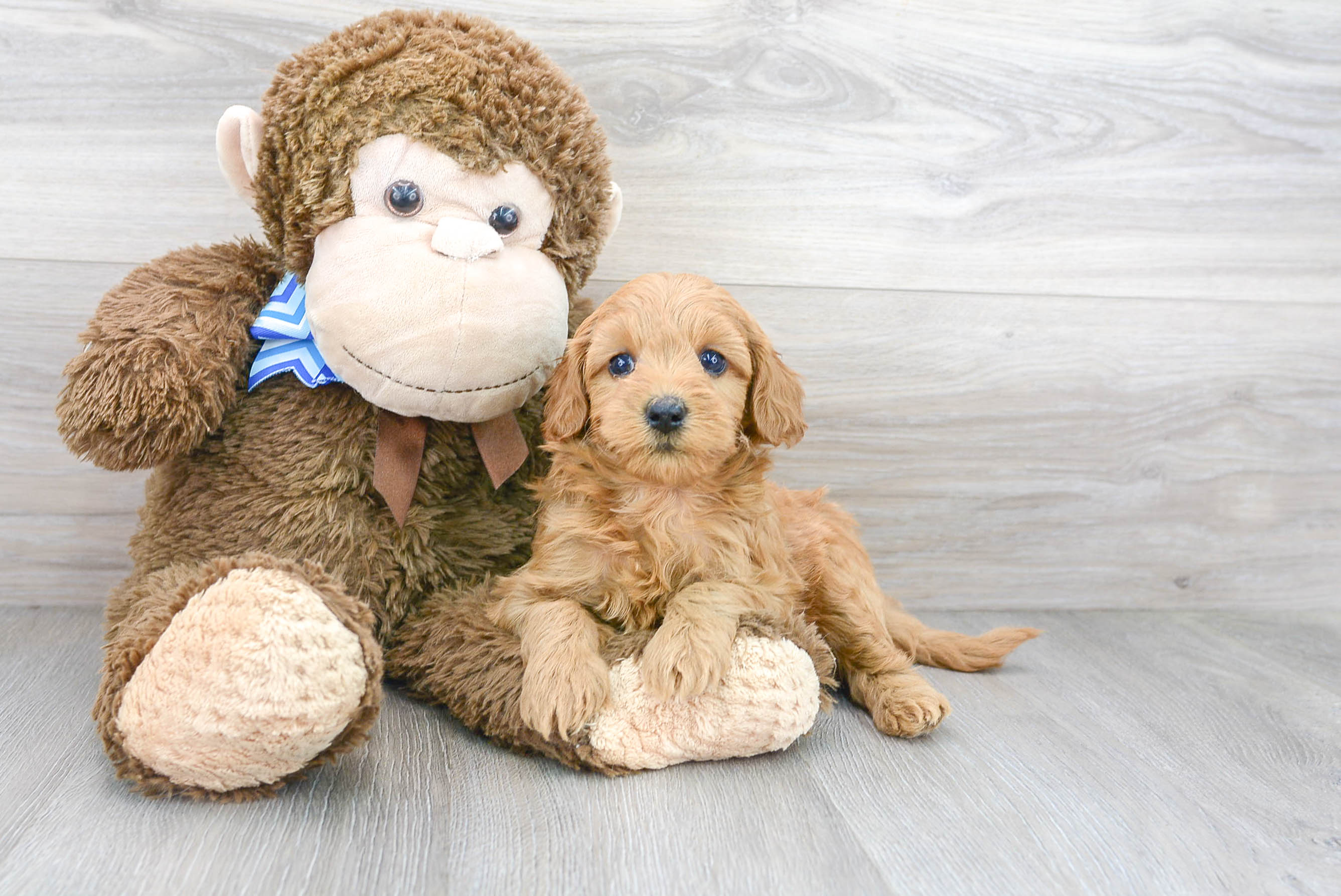 Petite Mini Goldendoodle Poodle Mix Pup