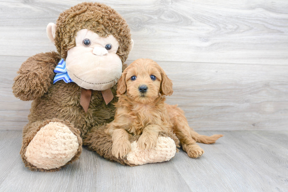 Petite Mini Goldendoodle Poodle Mix Pup