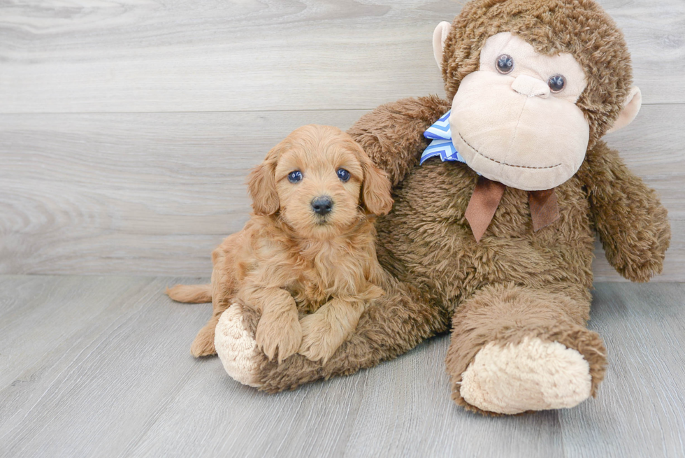 Mini Goldendoodle Puppy for Adoption