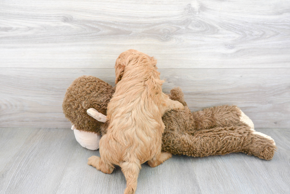 Best Mini Goldendoodle Baby