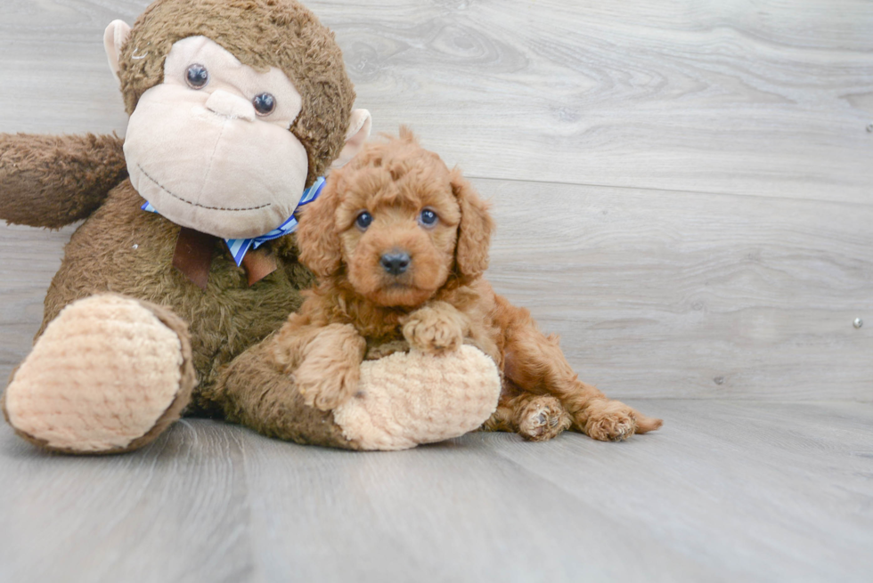 Friendly Mini Goldendoodle Baby