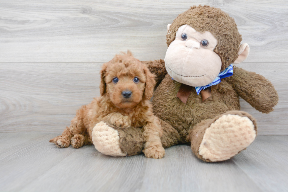 Cute Mini Goldendoodle Baby