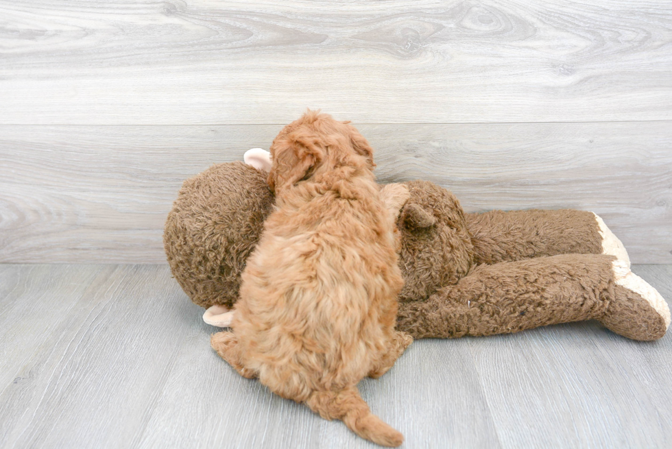 Playful Golden Retriever Poodle Mix Puppy