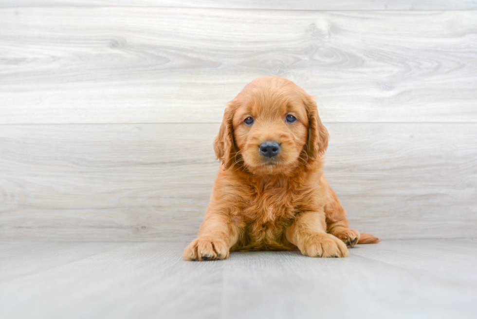 Mini Goldendoodle Puppy for Adoption