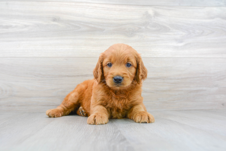 Mini Goldendoodle Pup Being Cute