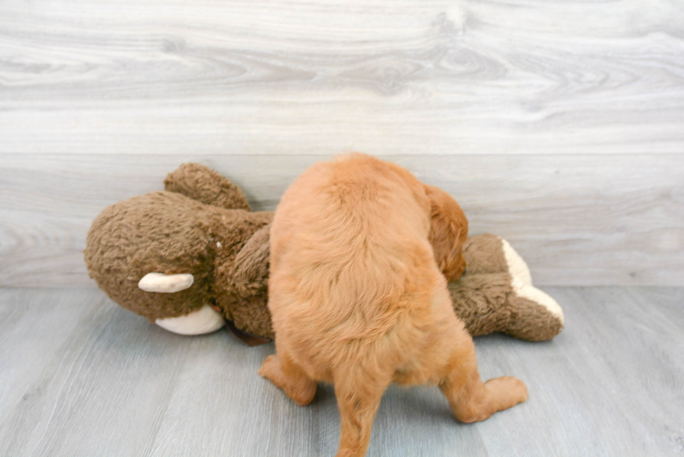 Mini Goldendoodle Pup Being Cute