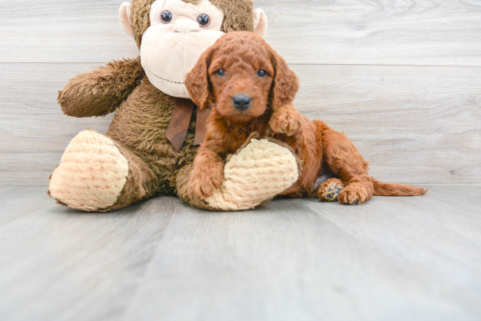 Best Mini Goldendoodle Baby